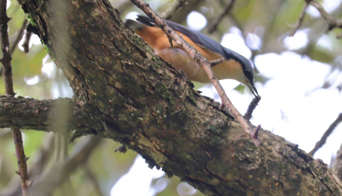 White-tailed Nuthatch - ML640655101