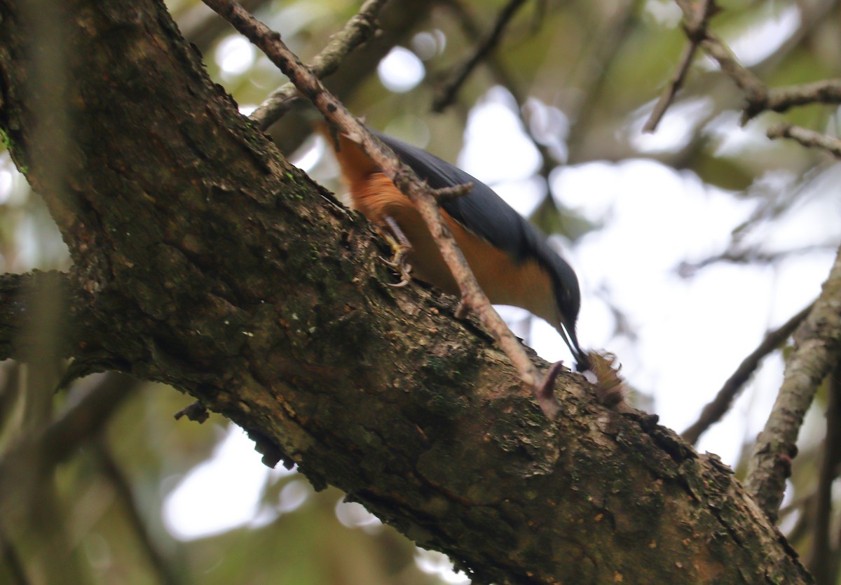 White-tailed Nuthatch - ML640655102