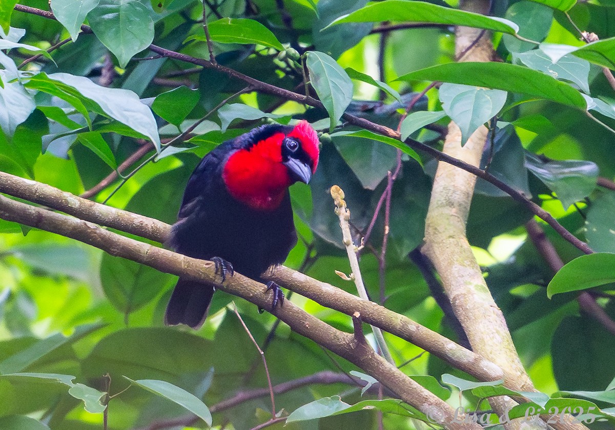 Crested Malimbe - ML640655113