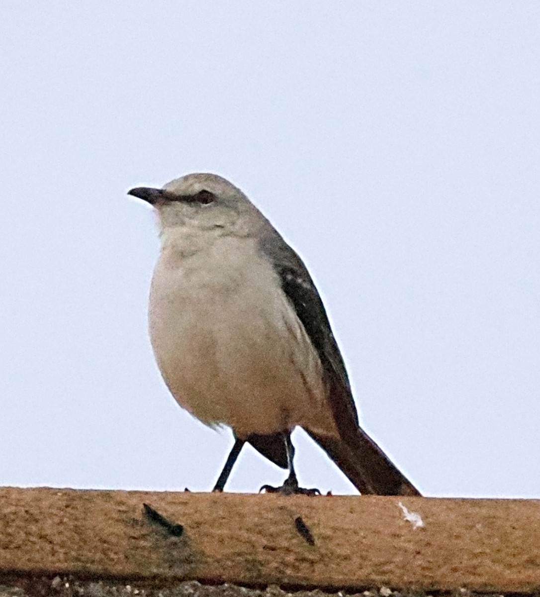 Tropical Mockingbird - ML640655123