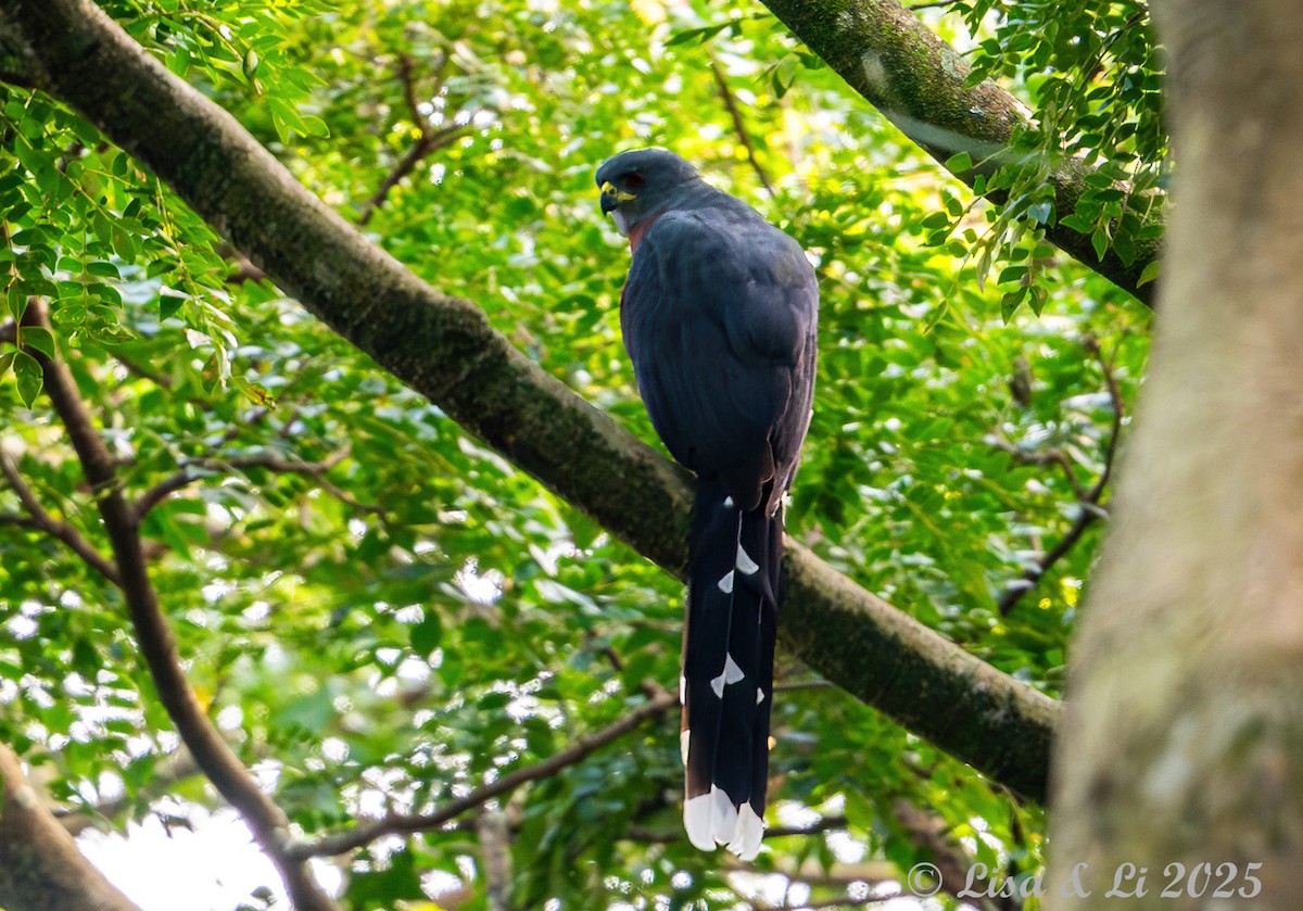 Long-tailed Hawk - ML640655129