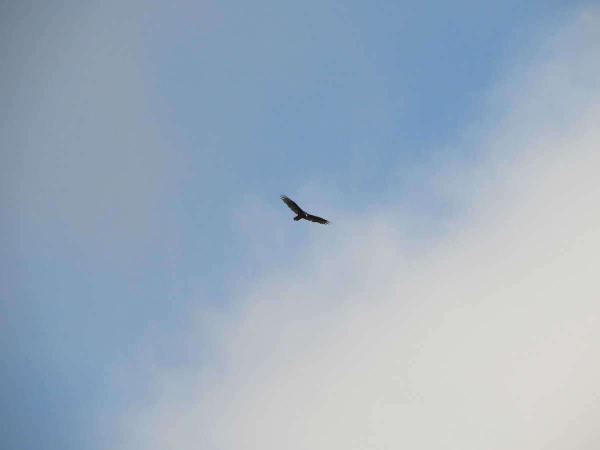 Turkey Vulture - ML640655176