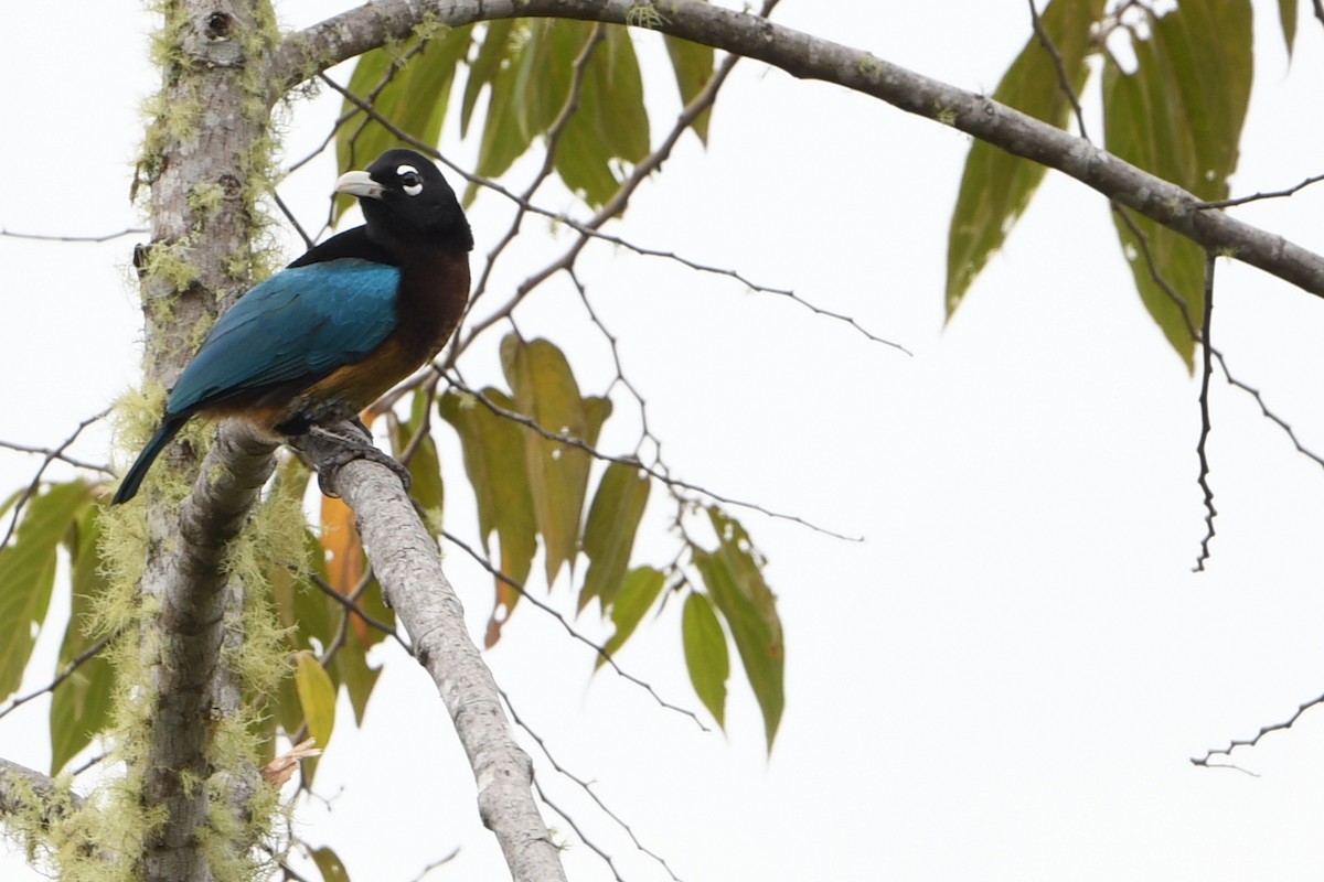 Blue Bird-of-Paradise - ML640655187