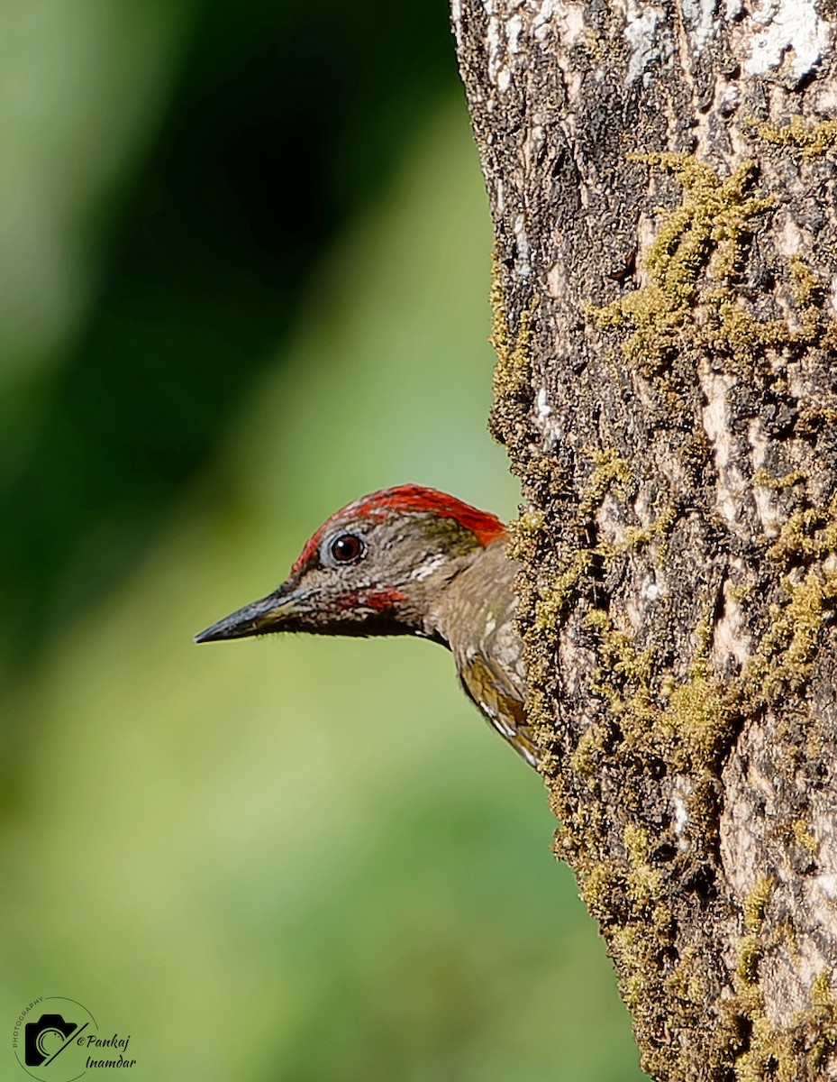 Lesser Yellownape - ML640655188