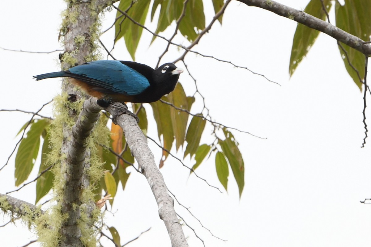 Blue Bird-of-Paradise - ML640655189