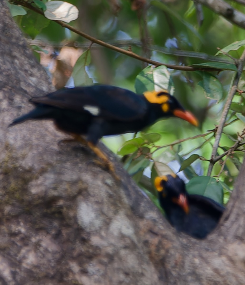 Southern Hill Myna - ML640655209