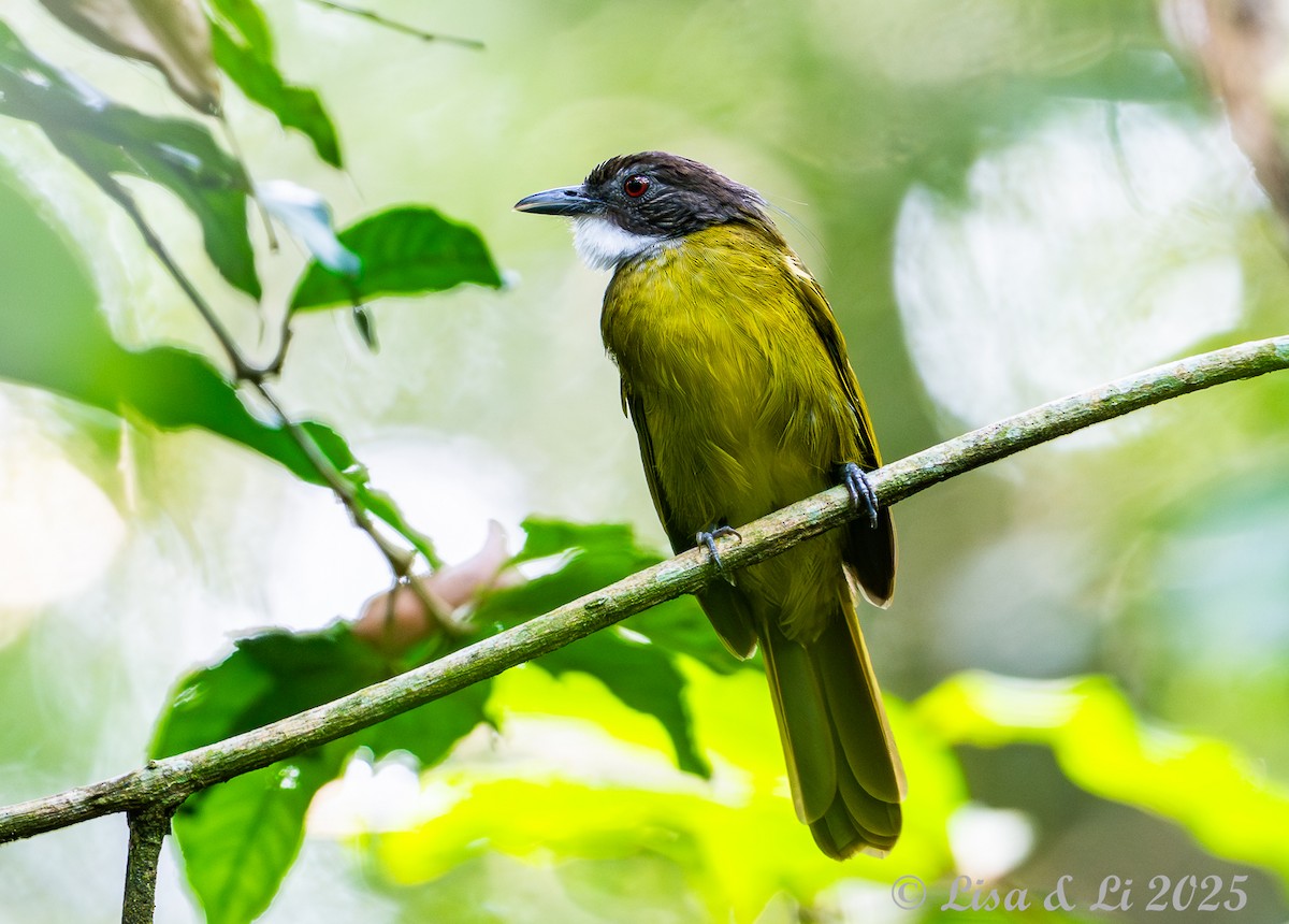 Red-tailed Greenbul - ML640655214