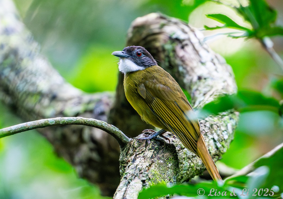 Red-tailed Greenbul - ML640655215