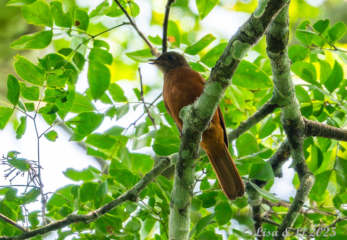 Rufous Flycatcher-Thrush - ML640655236