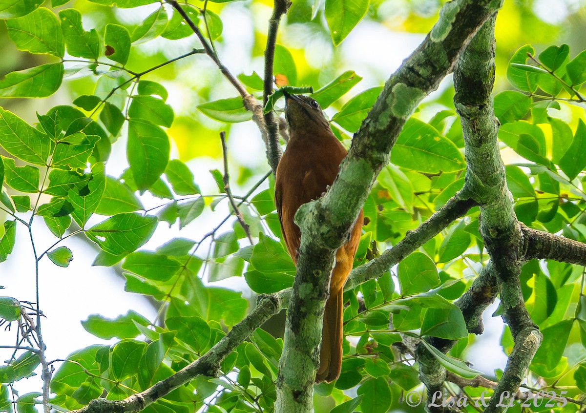 Rufous Flycatcher-Thrush - ML640655237