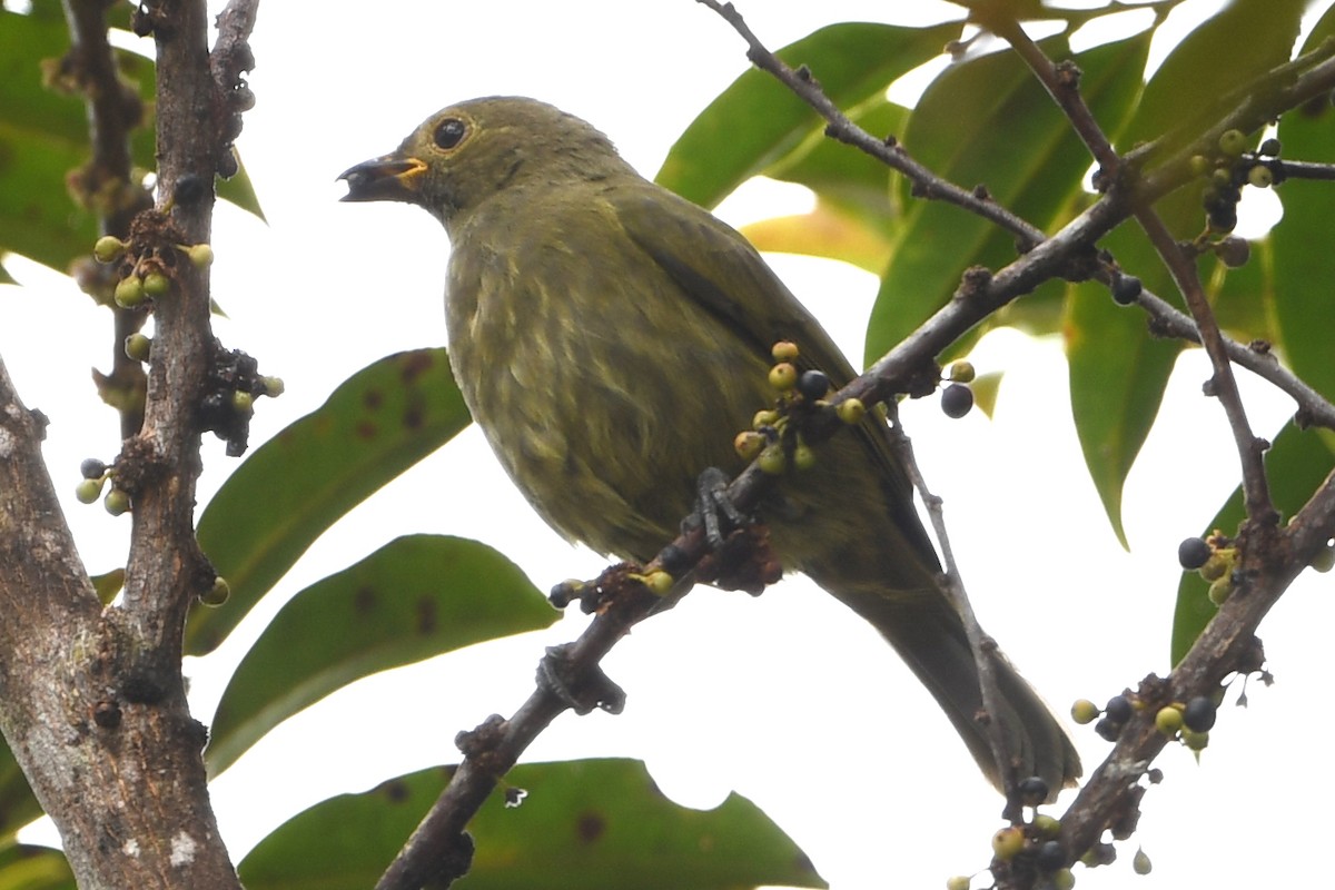 Streaked Berrypecker - ML640655243