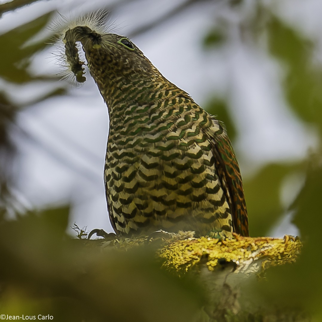 African Emerald Cuckoo - ML640655256