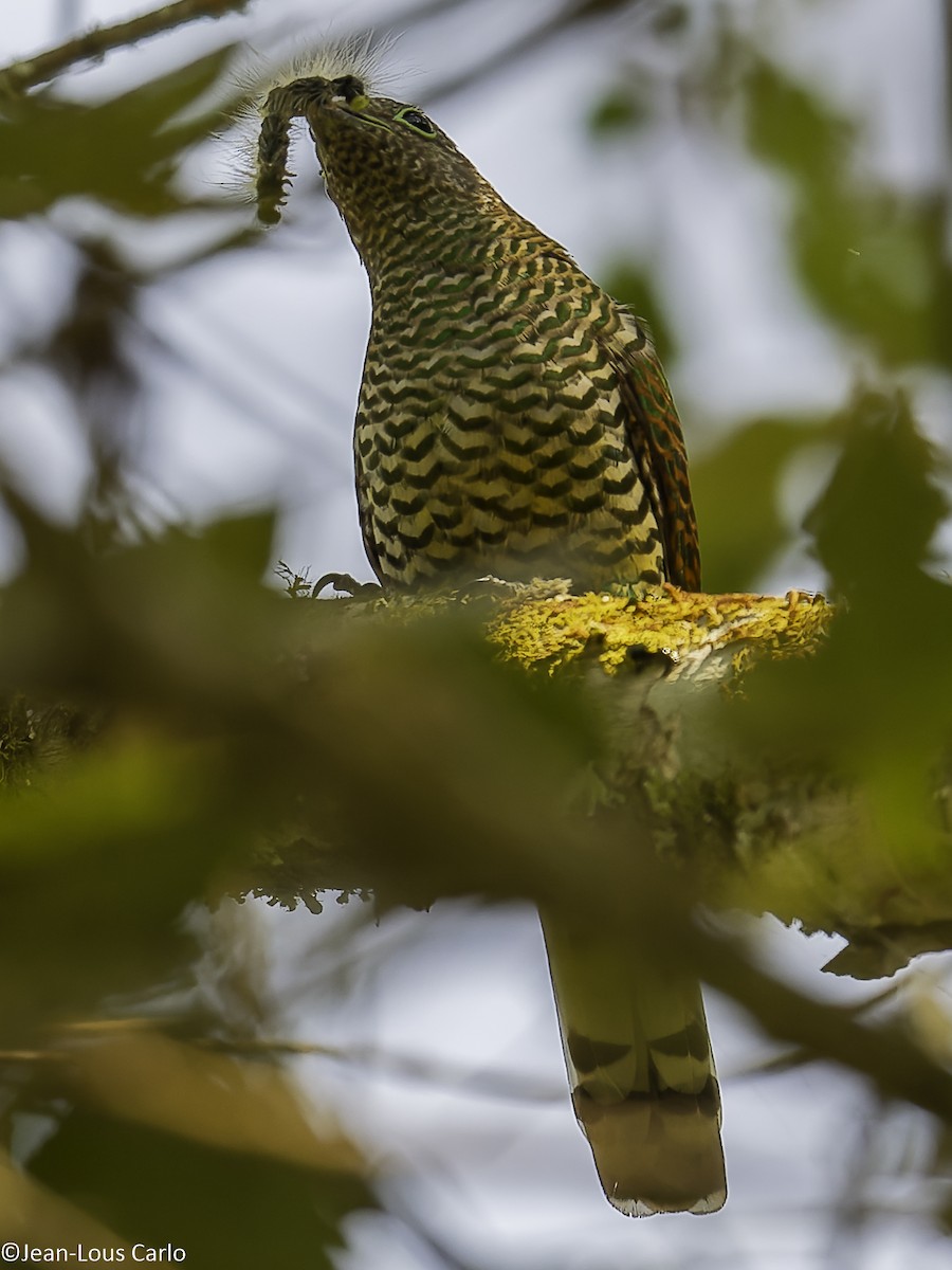 African Emerald Cuckoo - ML640655257