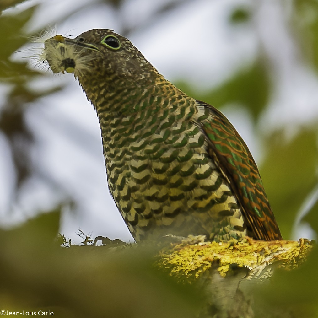 African Emerald Cuckoo - ML640655258