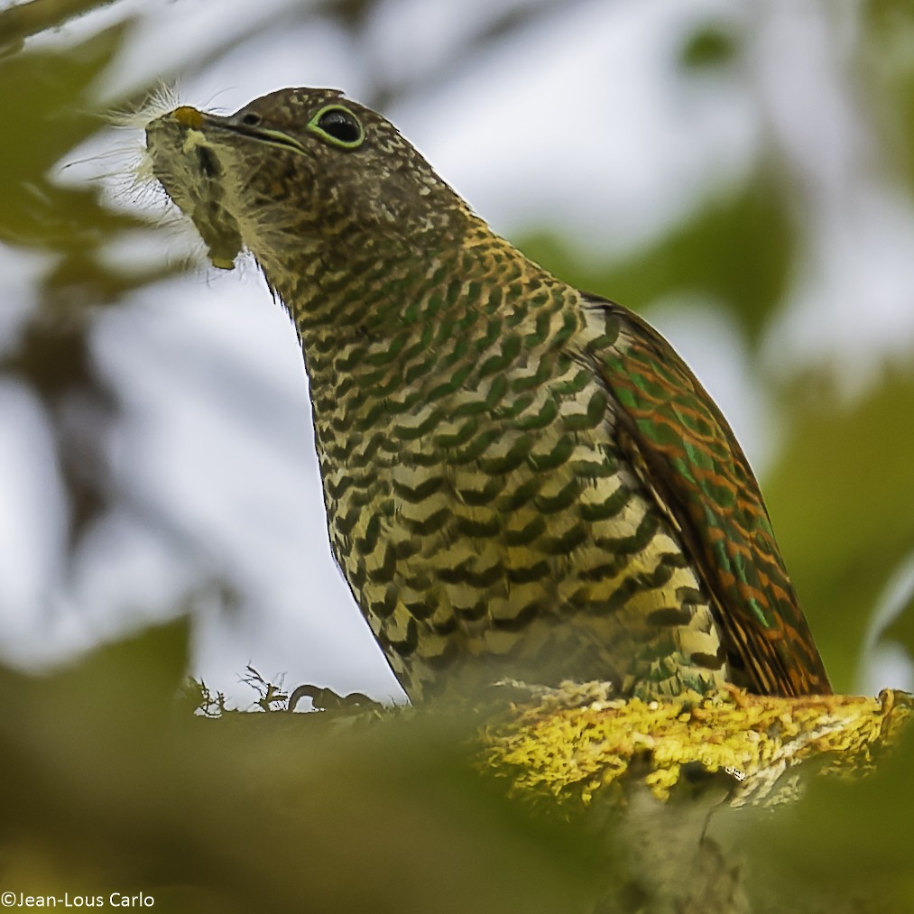 African Emerald Cuckoo - ML640655259