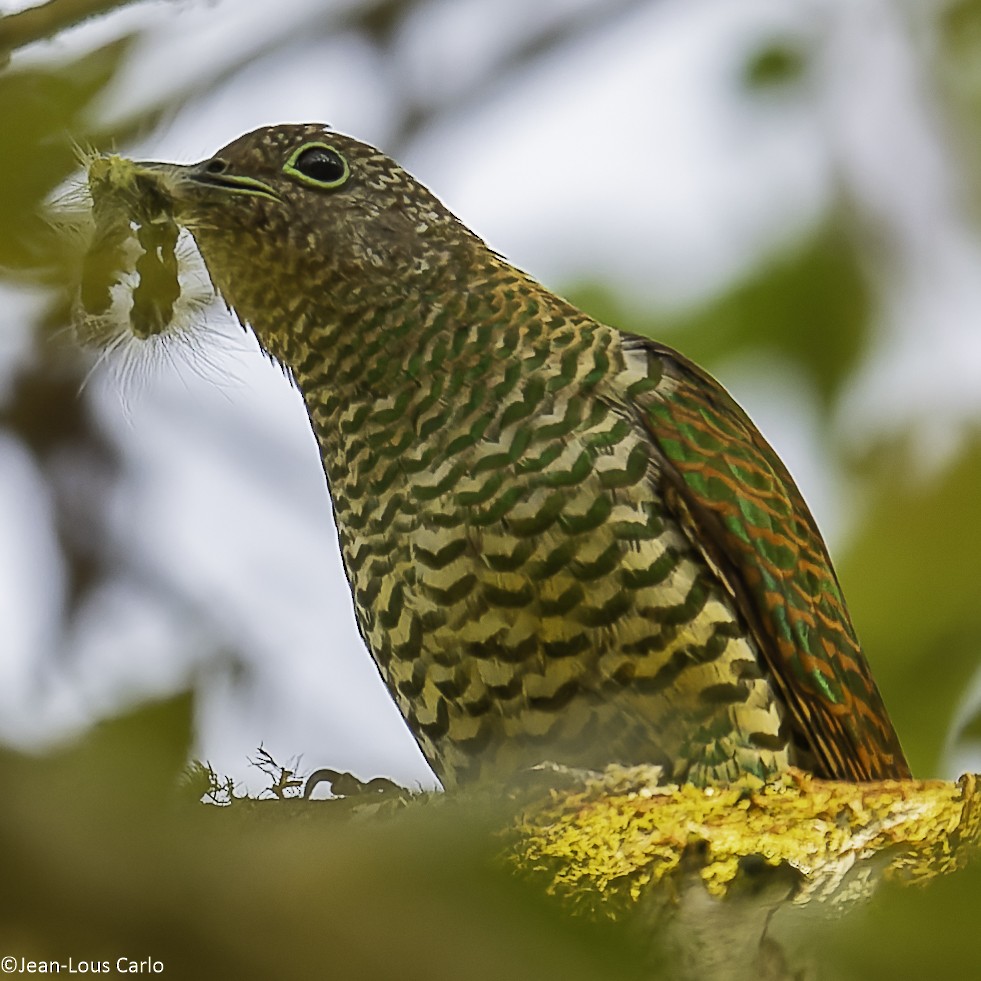 African Emerald Cuckoo - ML640655260