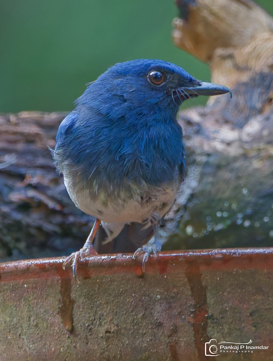 White-bellied Blue Flycatcher - ML640655299