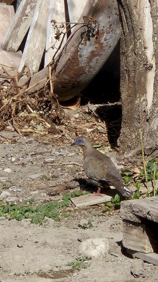 West Peruvian Dove - ML640655327