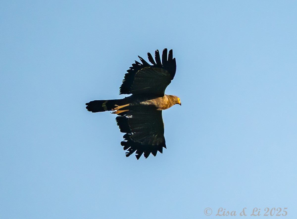 African Harrier-Hawk - ML640655345