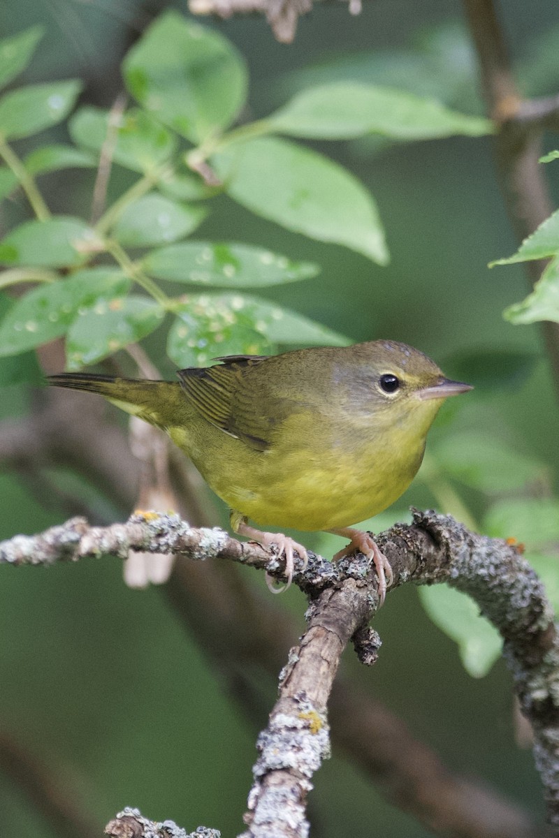 Mourning Warbler - ML640655351