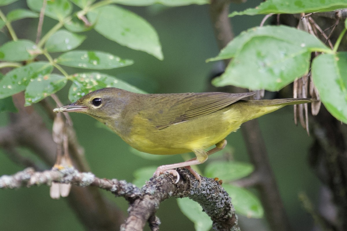 Mourning Warbler - ML640655352
