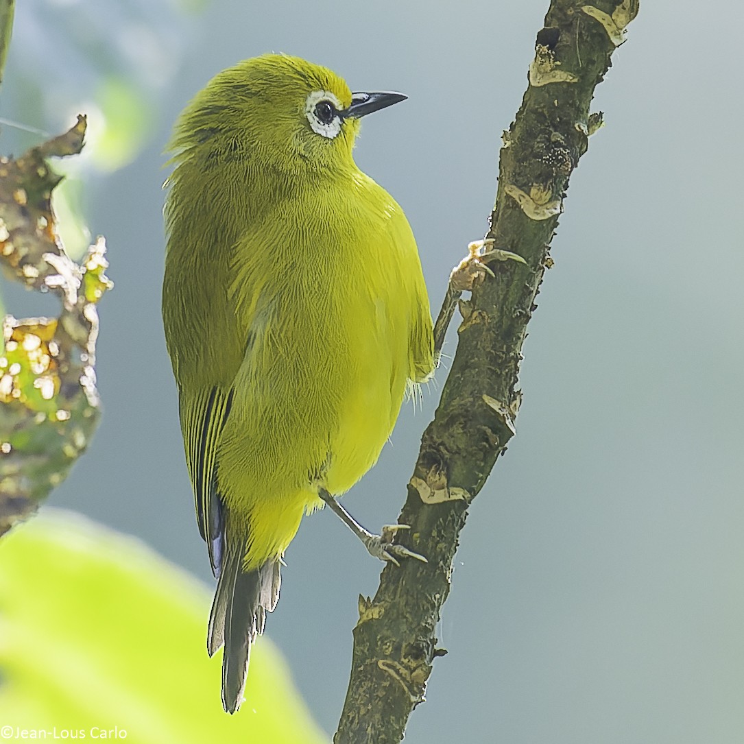 Green White-eye - ML640655407