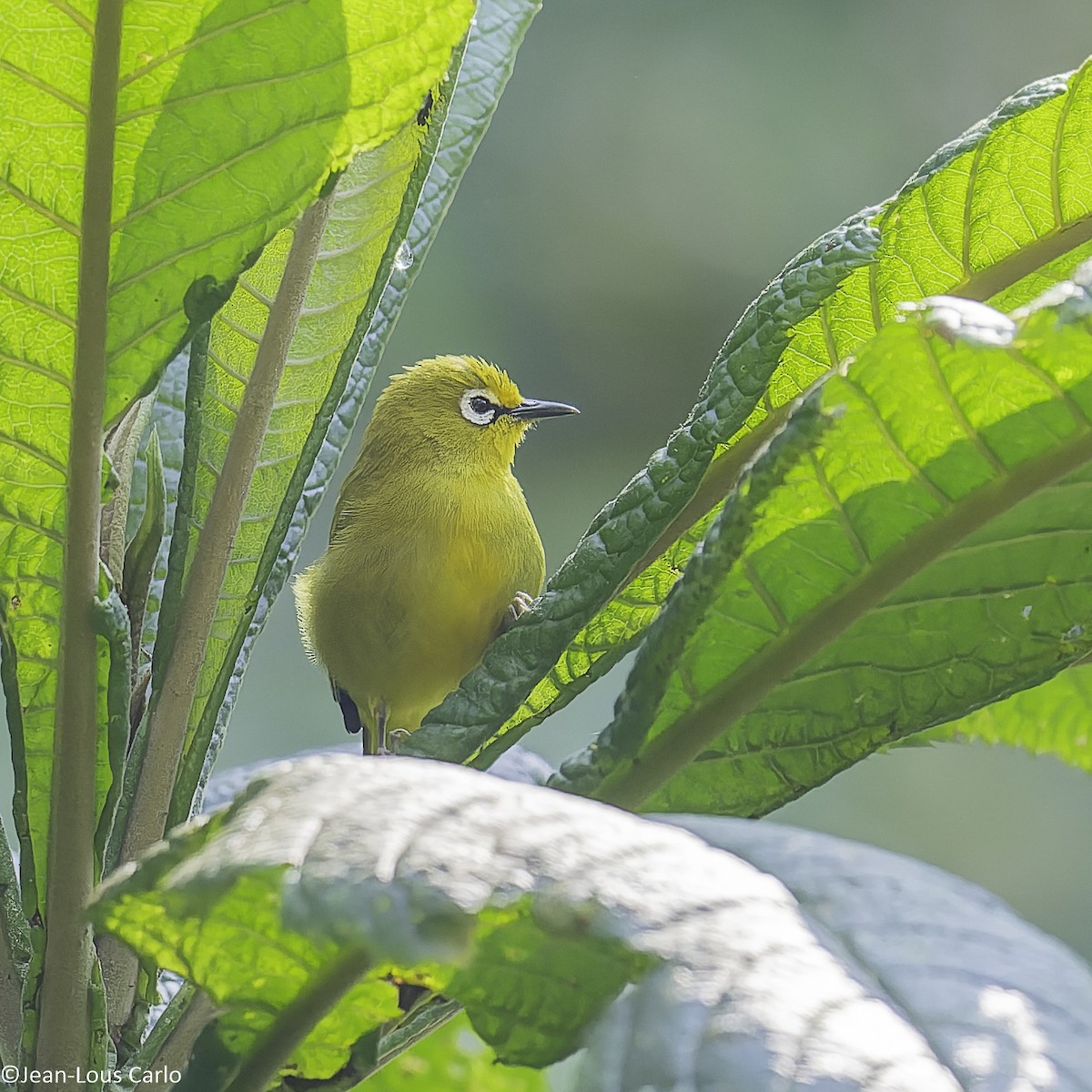 Green White-eye - ML640655408