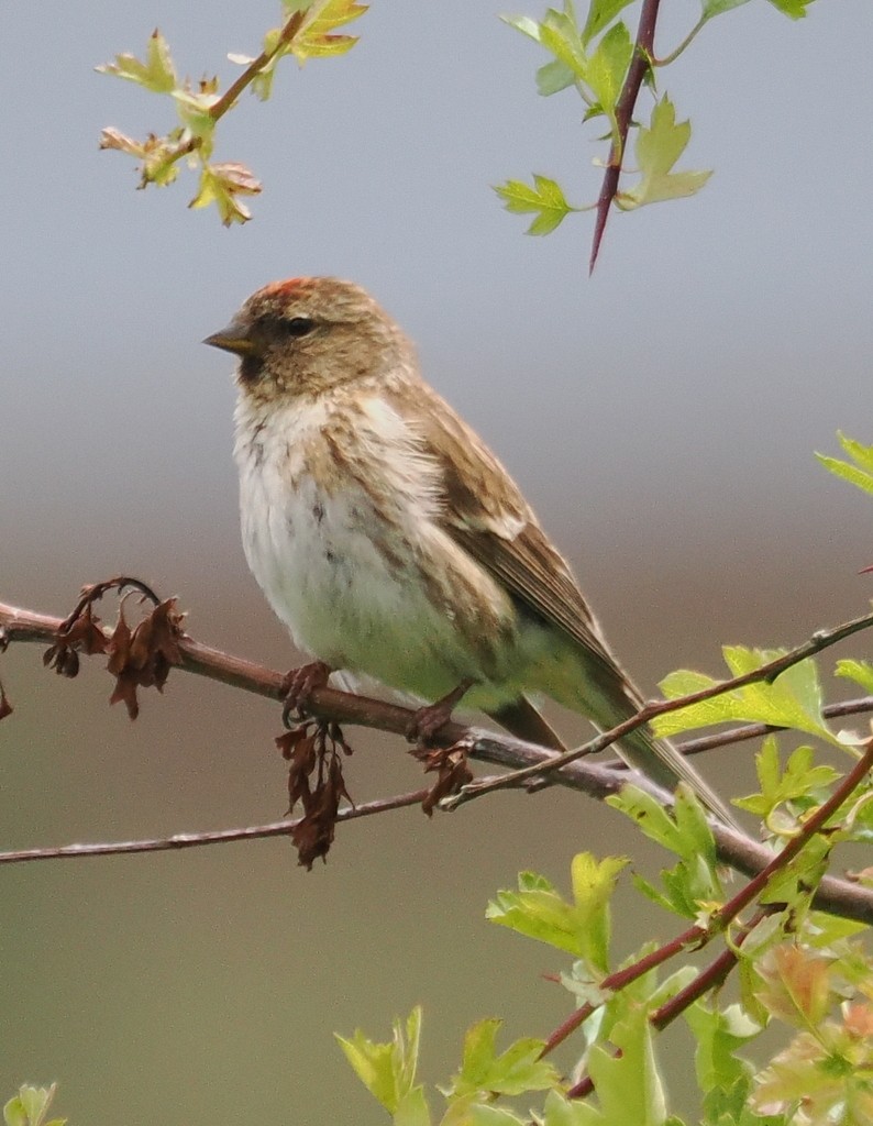 Redpoll (Lesser) - ML640655521