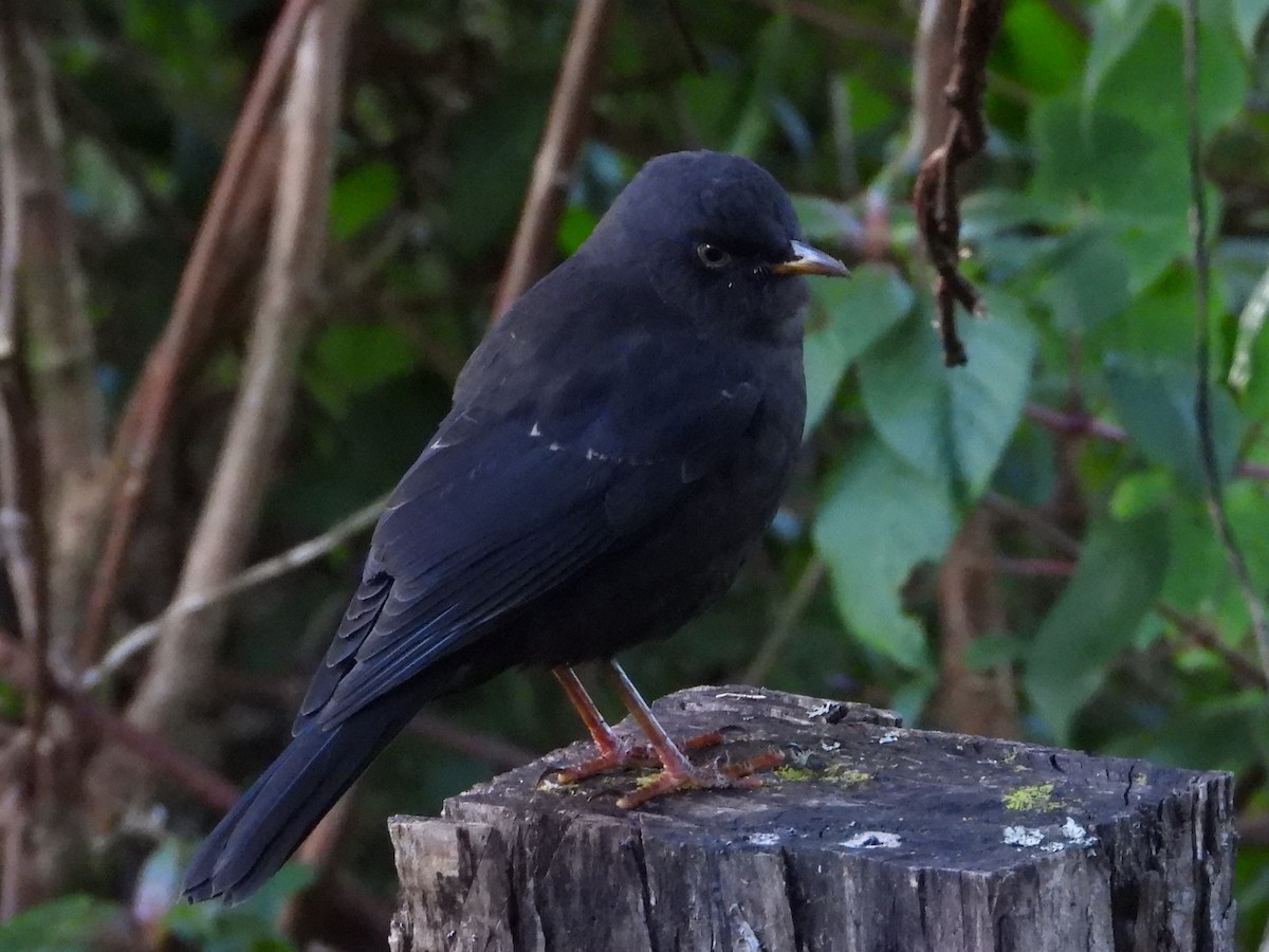 Sooty Thrush - ML640655540