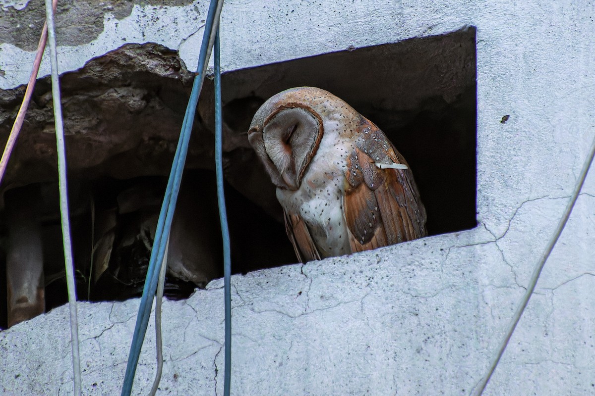Eastern Barn Owl - ML640655542