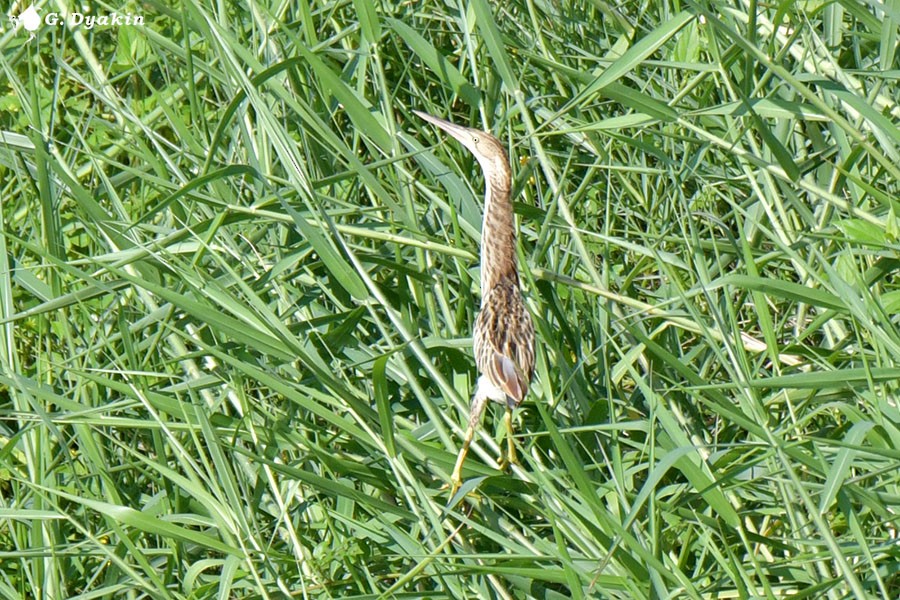 Yellow Bittern - ML640655570