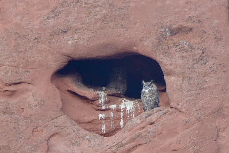 Great Horned Owl - ML640655603