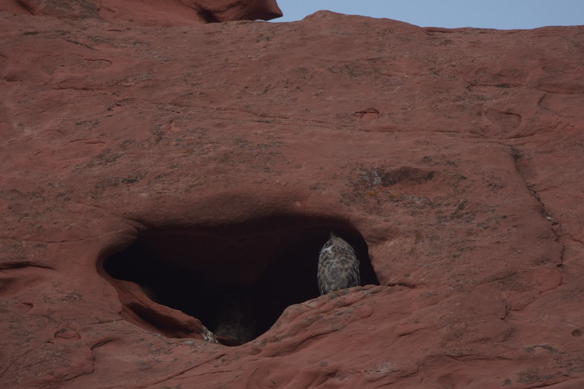 Great Horned Owl - ML640655604