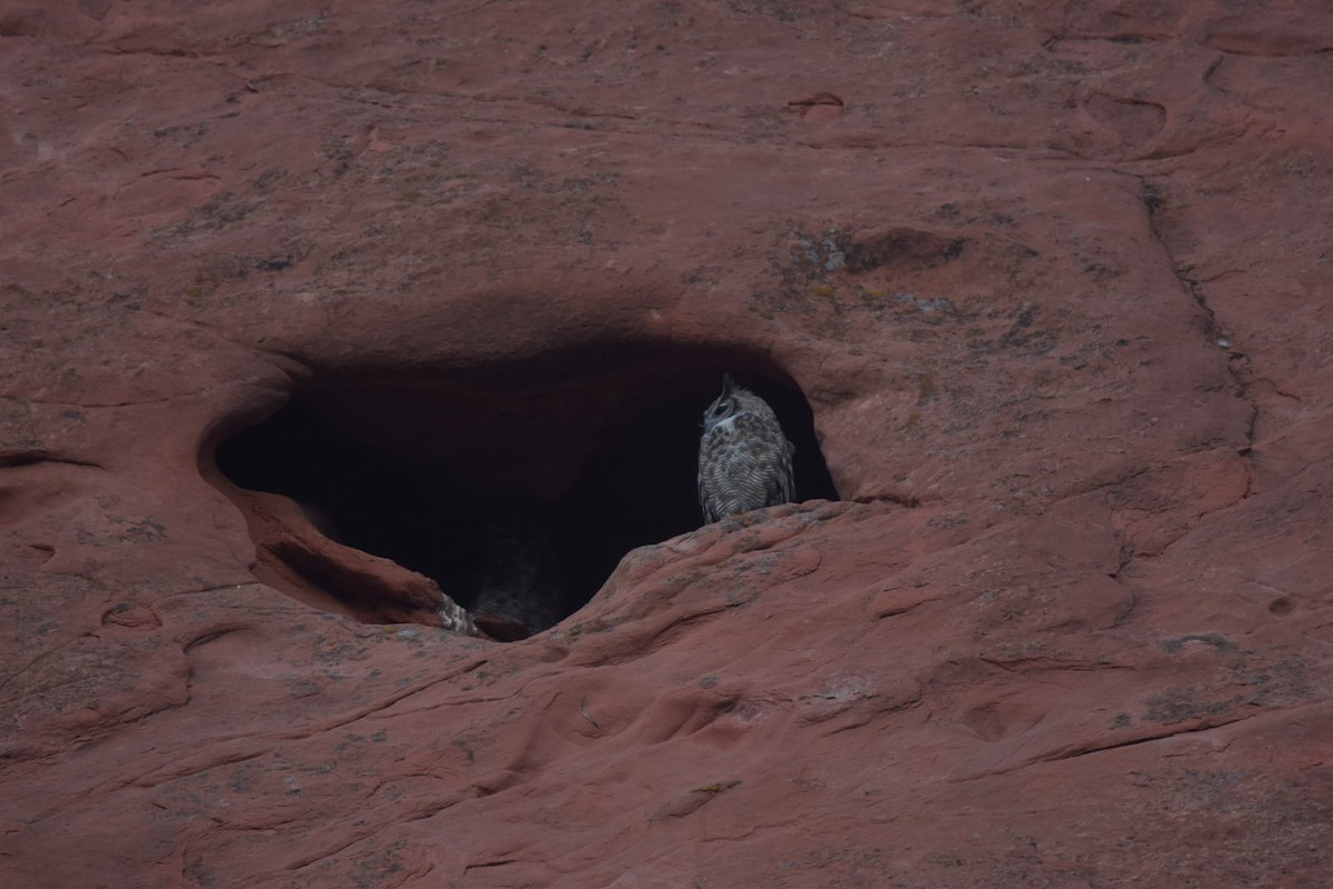 Great Horned Owl - ML640655605