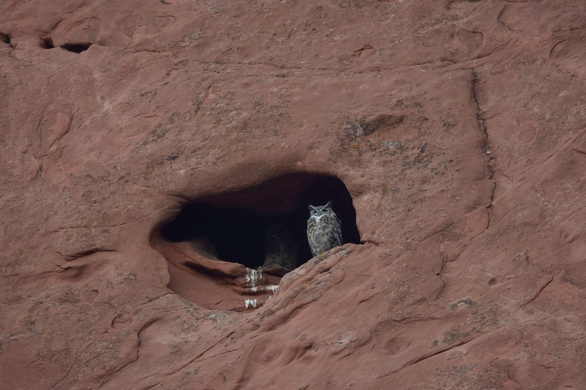 Great Horned Owl - ML640655606