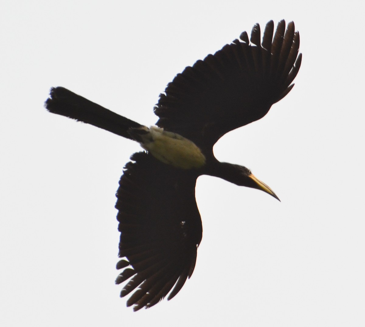 West African Pied Hornbill - ML640655627