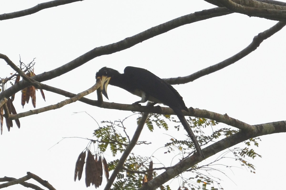 West African Pied Hornbill - ML640655650