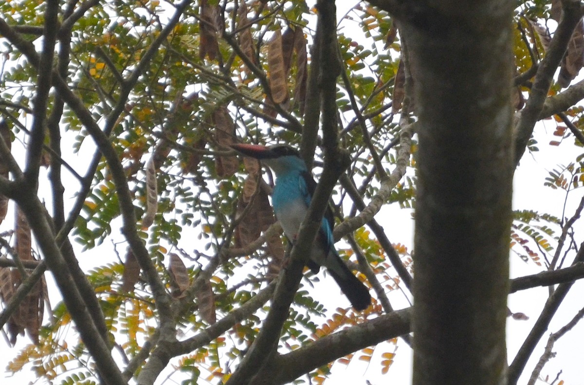 Blue-breasted Kingfisher - ML640655664