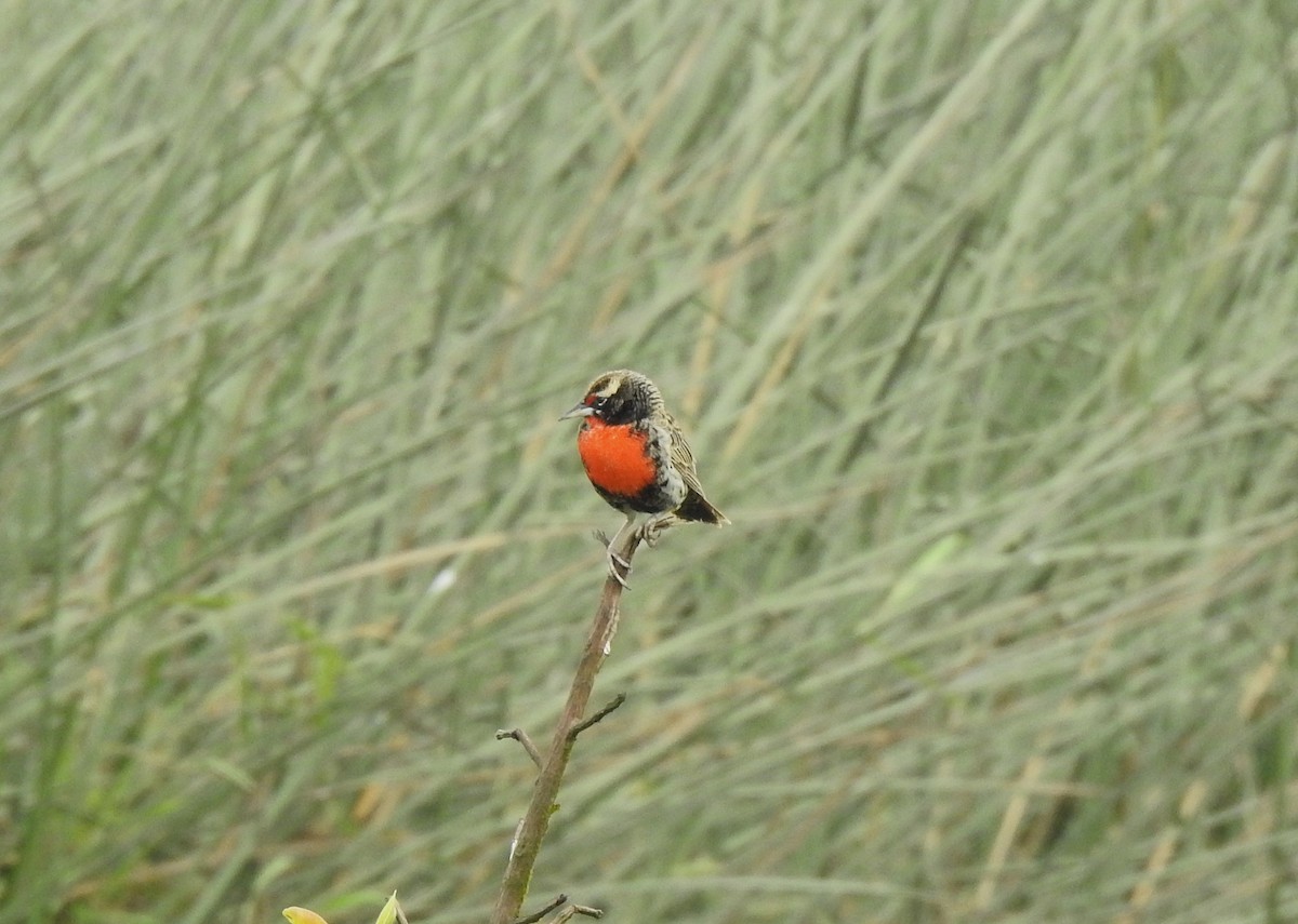 Peruvian Meadowlark - ML640655670