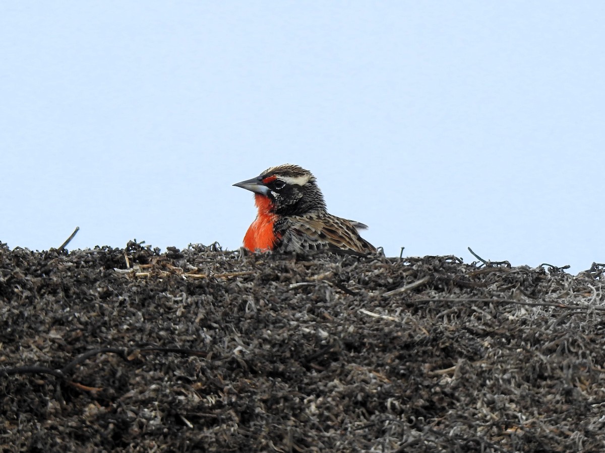 Peruvian Meadowlark - ML640655671