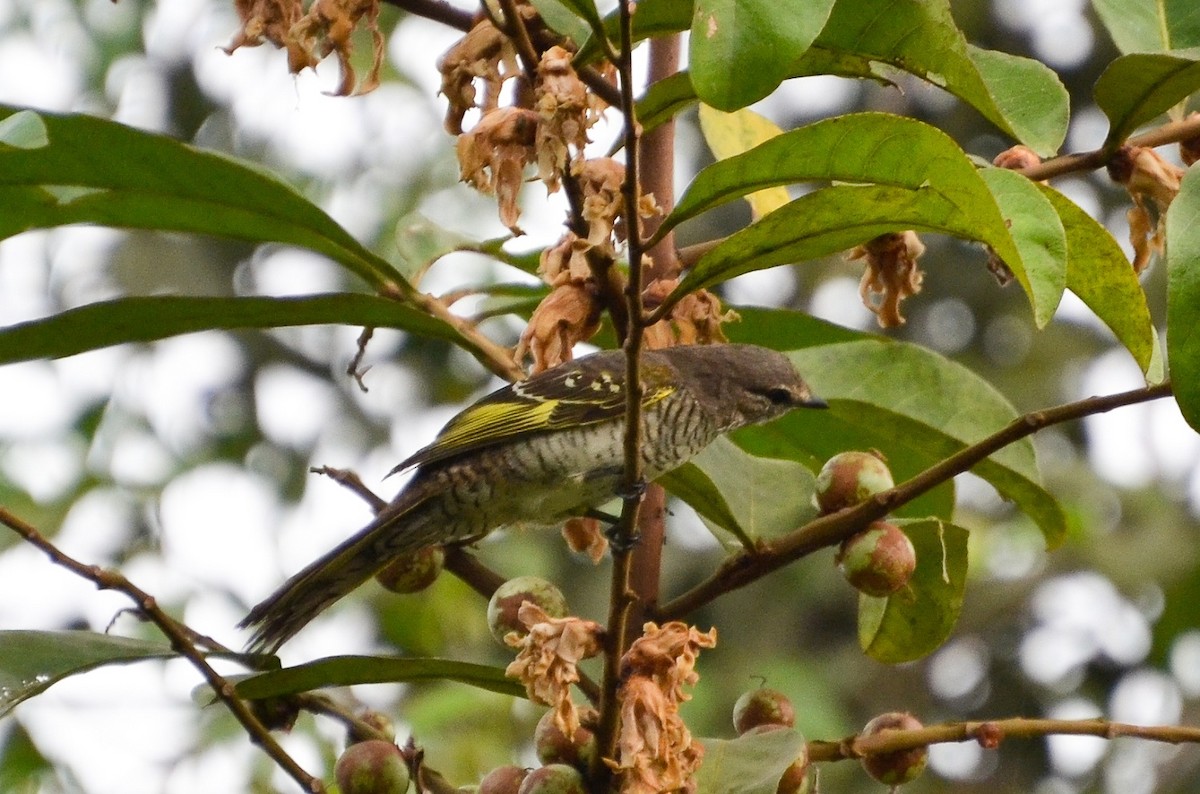 Red-shouldered Cuckooshrike - ML640655679