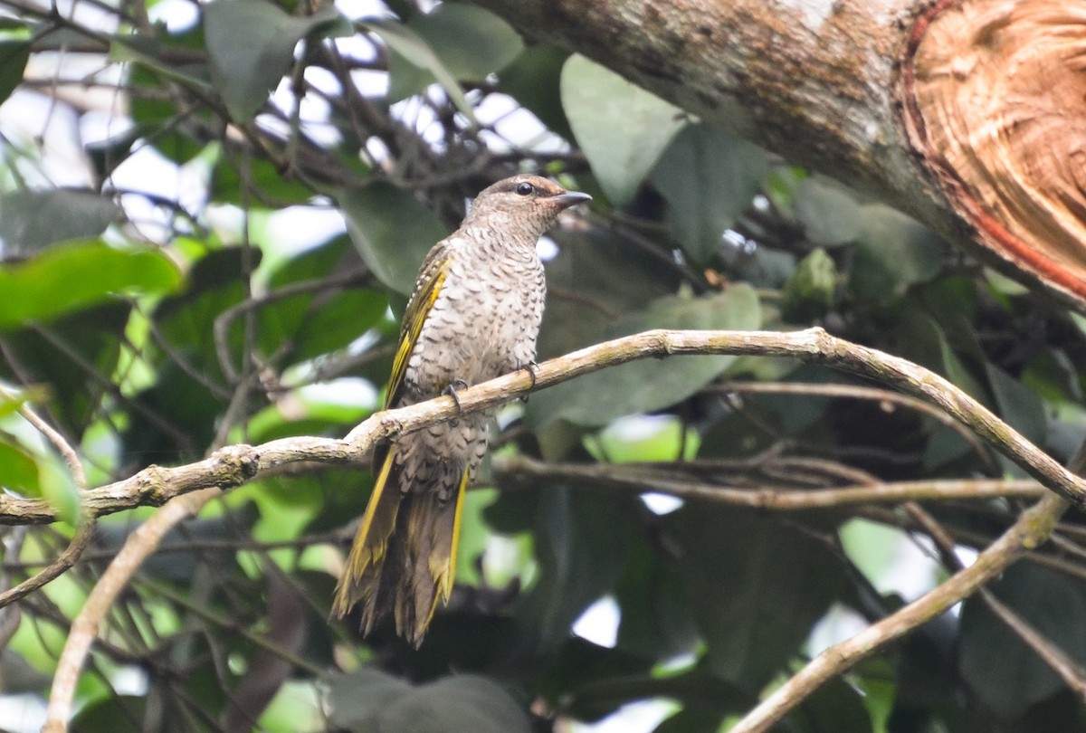 Red-shouldered Cuckooshrike - ML640655680