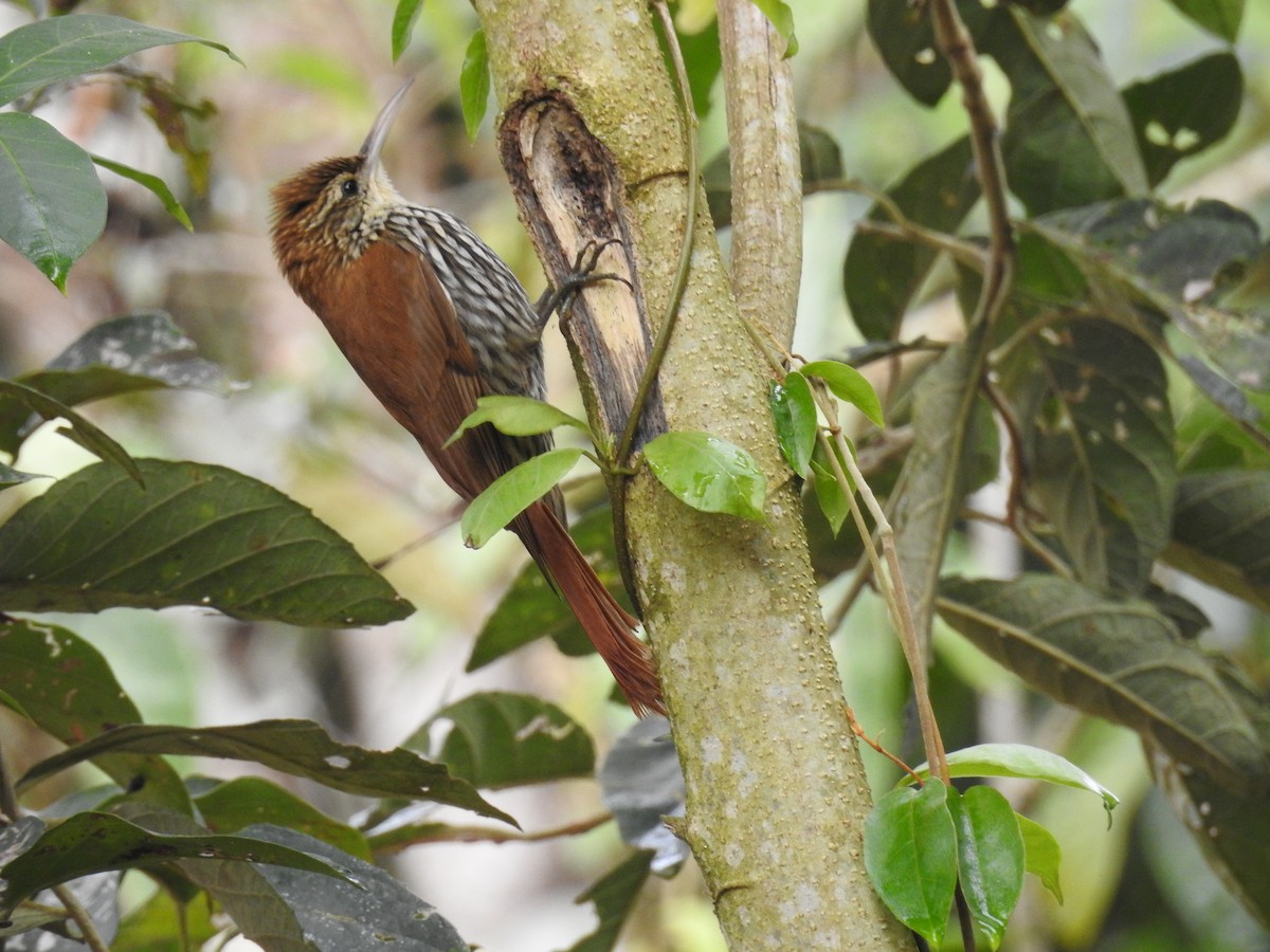 ウロコオニキバシリ（squamatus） - ML640655732