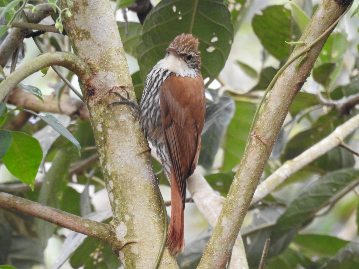 ウロコオニキバシリ（squamatus） - ML640655733