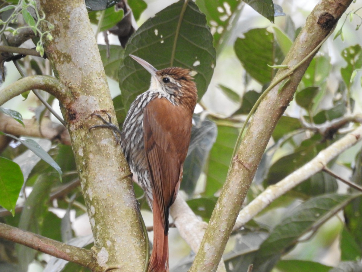 ウロコオニキバシリ（squamatus） - ML640655734