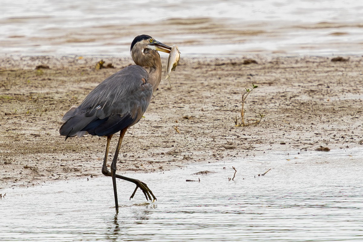 Great Blue Heron - ML640655796