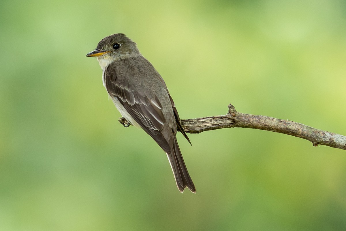 Eastern Wood-Pewee - ML640655804