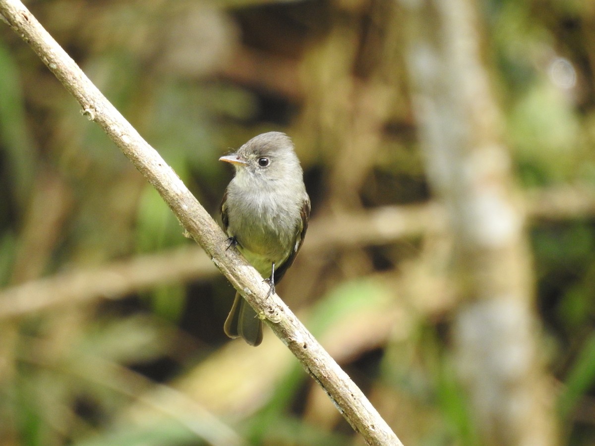 Southern Tropical Pewee - ML640655821