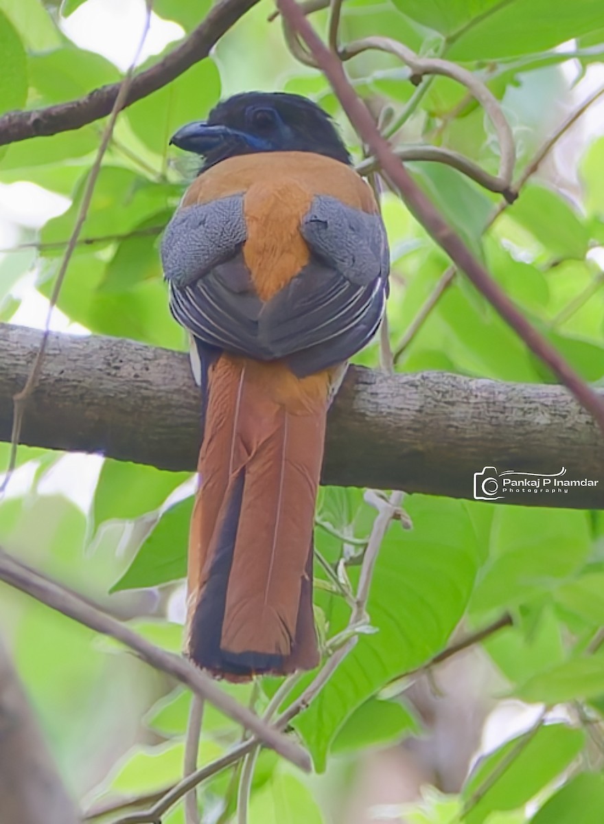 Trogon de Malabar - ML640655857