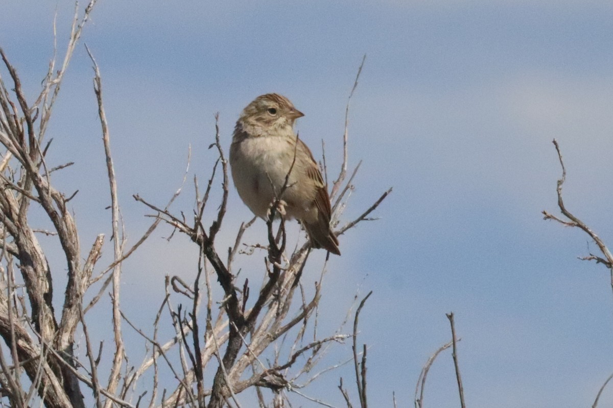 Brewer's Sparrow - ML640655859